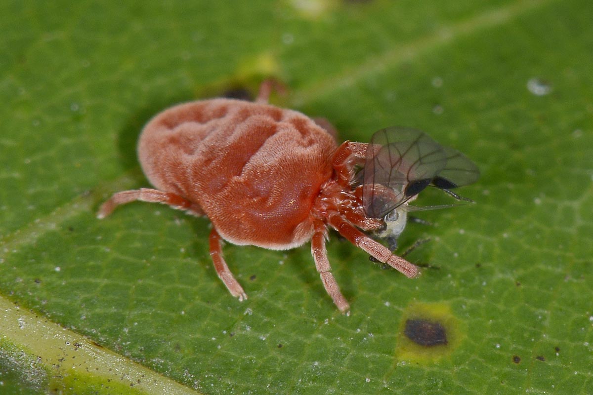 Trombidiidae razziatori di uova di opilioni e di afidi